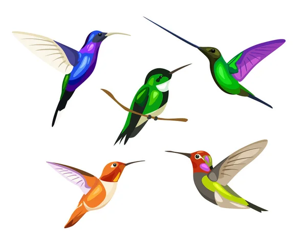 Olika Färgglada Små Kolibri Vit Bakgrund Vektor Vacker Kolibri Tecknad — Stock vektor