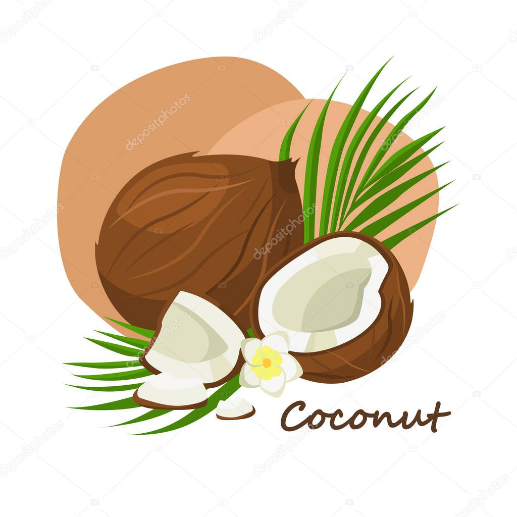 Fresh coconut with green leaf and white flower in cartoon style. Vector whole and parts sweet coconut isolated on a white background.