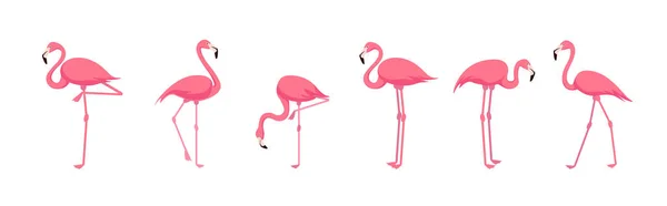 Set Med Härlig Rosa Flamingo Från Olika Vinklar Vit Bakgrund — Stock vektor
