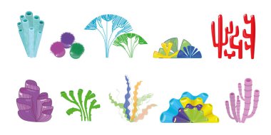 Beyaz arka planda farklı şekillerden gelen varisli mercanlar ve algler. Çizgi film tarzında güzel tropikal deniz ve okyanus bitkileri..