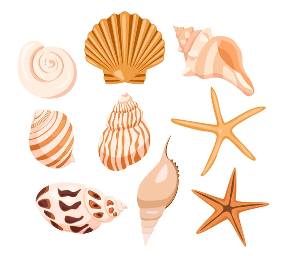 Set Varicoloured Lovely Shells Sea Stars Different Form White Background — Stockvector
