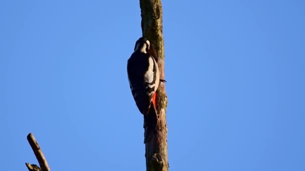 乾燥した木の上にキツツキがいる 森林医 虫を探す鳥だ 枯れた木の幹に鳥を座らせる — ストック動画