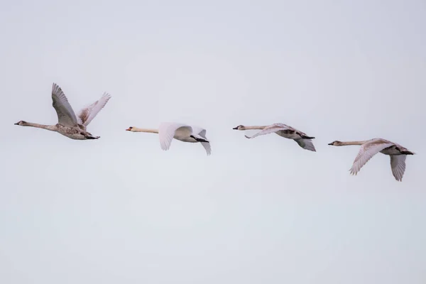 Schwarm Fliegender Schwäne Ein Schwarm Einiger Der Größten Fliegenden Vögel — Stockfoto