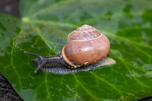 緑のツタのぬれた葉の上を這うカタツムリ 美しい多色のカタツムリの殻 — ストック写真