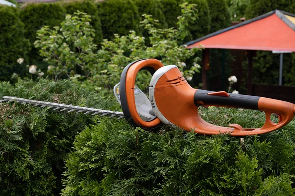 Recorte Hermosa Thuja Verde Jardín Con Una Sierra Cobertura Eléctrica — Foto de Stock