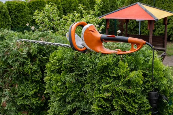 Trimming Beautiful Green Thuja Garden Electric Hedge Saw Hedge Trimming — Stock Photo, Image