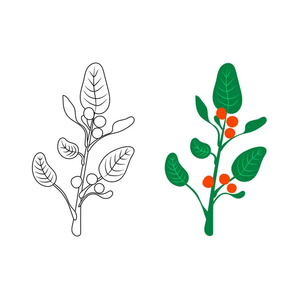 Ashwagandha - Illustrazione vettoriale, erba ayurvedica, contorno in bianco e nero e illustrazioni colorate. — Vettoriale Stock