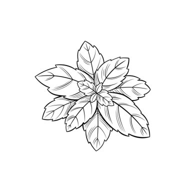 Vektör Basil yaprakları beyaz arkaplanda izole edilmiş, siyah taslak illüstrasyon, oyma biçimi.