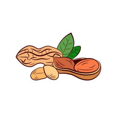 Vektör renkli fındık çizimi, beyaz arkaplandaki yapraklarla izole edilmiş Peanut, el çizimi resimleme.
