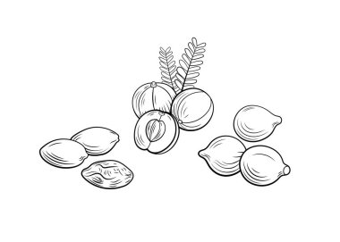 Vektör Triphala ayurvedic şifalı bitkiler seti, beyaz arkaplanda izole edilmiş siyah simgeler ana hatları resimleme.