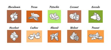 Renkli fındık çizimi vektör kümesi, farklı renklerde siyah beyaz çizimler, yapraklı fındıklar.