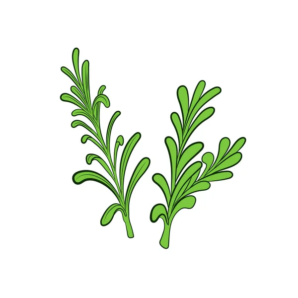 Vector Rosemary Plant Illustration Leaves Isolated White Background Green Color — Stock Vector