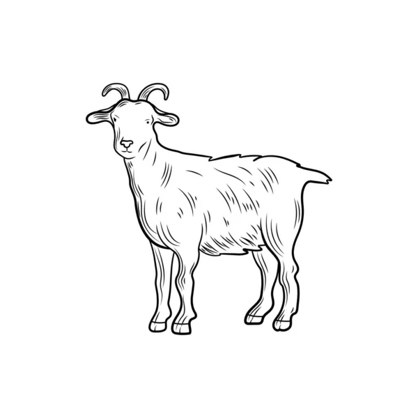Векторный набросок козы, набросок иллюстрации, сельскохозяйственное животное на белом фоне. — стоковый вектор