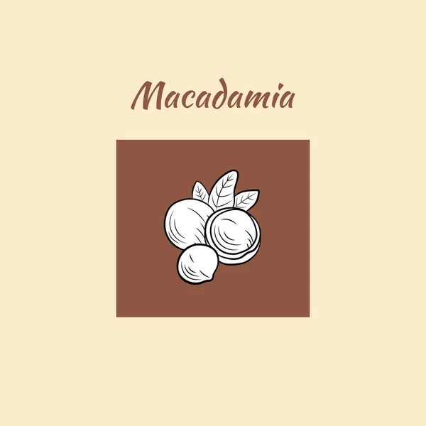 Wektor Macadamia Nuts Ilustracja Zarys Orzechy Liśćmi Elementy Projektu Opakowania — Wektor stockowy