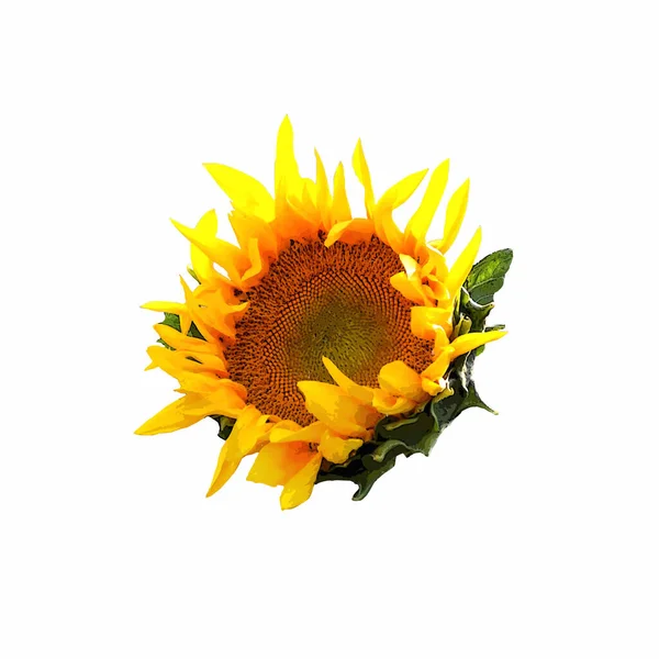 Vector Sunflower Illustration Isolated White Background Flower Head — Stockvector