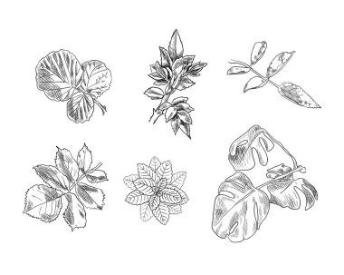 El çizimi vektör kümesi Yapraklar, beyaz arka planda izole siyah çizimler, çarpık illüstrasyon.