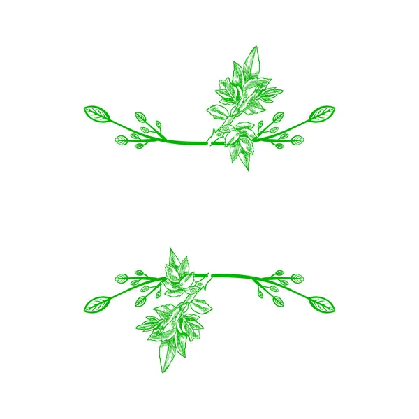 Quadro natural do vetor, folhas desenhadas à mão, cor verde, desenho à mão livre da escotilha isolado — Vetor de Stock