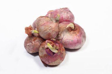 Lahanalı soğanlar, beyaz arka planda eski soğanlar.
