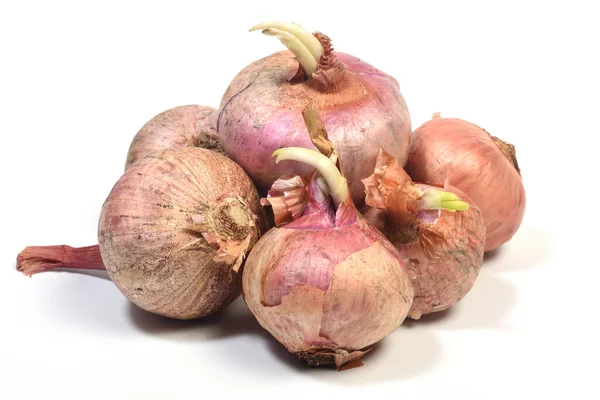 Arkaplanda beyaz bir filiz olan eski soğan yığını. 