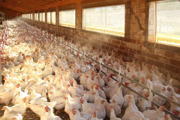 a farm of chickens that are on the ground