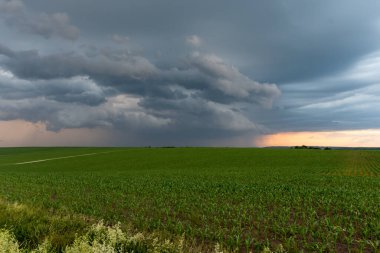 beautiful green field of wheat in the sky.