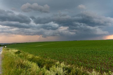 green field of wheat in summer