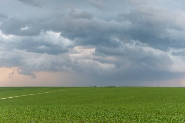 green grass field and a cloudy sky background.