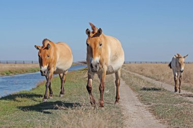 Gün batımında Khustain Nuruu Ulusal Parkı Moğolistan 'da küçük bir Przewalski grubu.