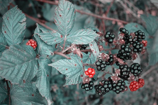 Moras frescas naturales en un jardín. Ramo de frutos maduros de mora - Rubus fruticosus - en rama de planta con hojas verdes en granja —  Fotos de Stock