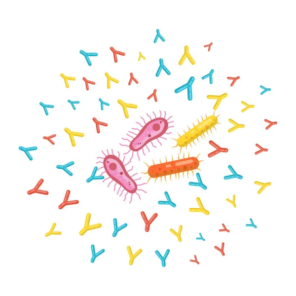 Иллюстрация Векторные Антитела Атакующие Бактерии Защиты Организма — стоковый вектор