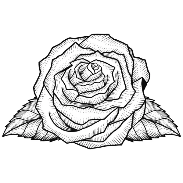 Rose Ligne Gravure Style Vectoriel Conception Isolée — Image vectorielle