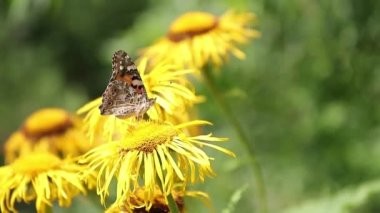 Kahverengi kelebek yabani sarı bitkilerle nektarla besleniyor.