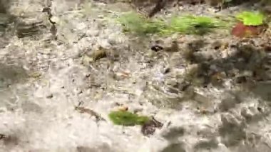 Dağ nehri suyu güneşli bir günde detayları anlatır