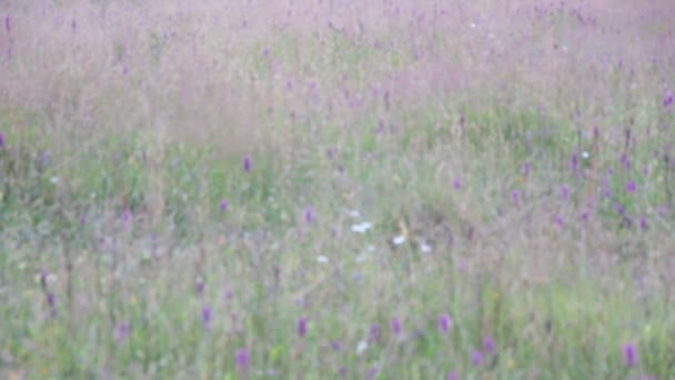 Campo Flores Silvestres Púrpuras Primavera — Vídeo de stock