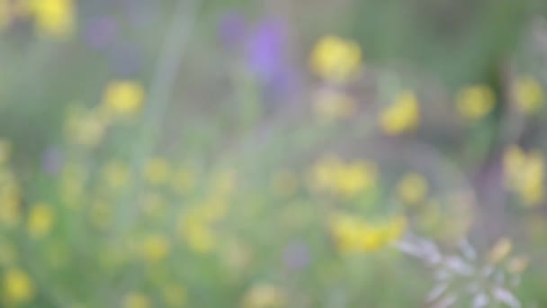 Wild Yellow Purple Flowers Field Spring Time — Stock Video
