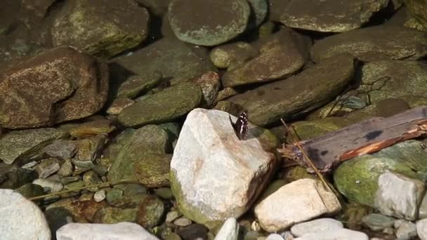 Brauner Schmetterling Fliegt Auf Felsen Des Gebirgsflusses — Stockvideo