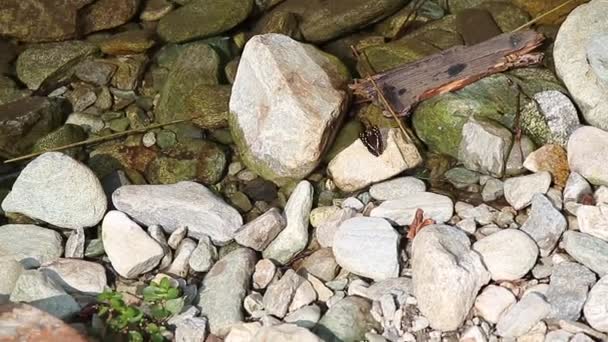 Bruine Vlinder Vliegen Berg Rivier Rotsen — Stockvideo