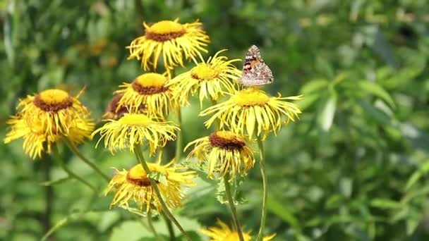 Καφέ Πεταλούδα Που Τρέφονται Νέκταρ Άγρια Κίτρινα Φυτά — Αρχείο Βίντεο