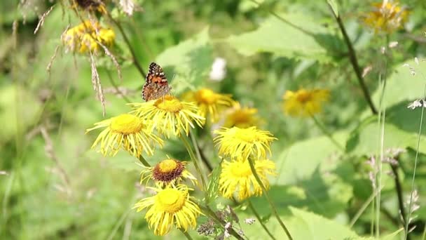 Коричневий Метелик Харчується Нектаром Диких Жовтих Рослинах — стокове відео