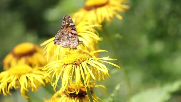 Bruine Vlinder Voeden Met Nectar Wilde Gele Planten — Stockvideo