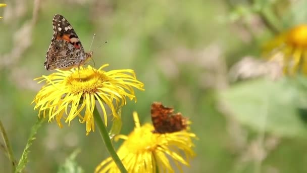 Mariposa Marrón Alimentándose Con Néctar Plantas Amarillas Silvestres — Vídeo de stock