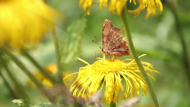 Bruine Vlinder Voeden Met Nectar Wilde Gele Planten — Stockvideo