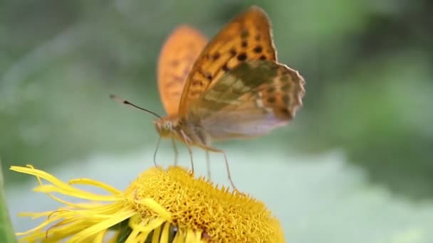 Bruine Vlinder Voeden Met Nectar Wilde Gele Planten — Stockvideo