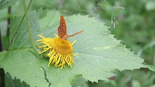 Mariposa Marrón Alimentándose Con Néctar Plantas Amarillas Silvestres — Vídeo de stock