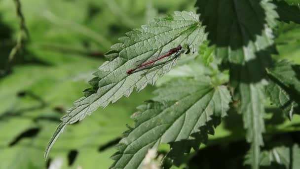 Details Der Roten Libelle Auf Grünen Blättern — Stockvideo