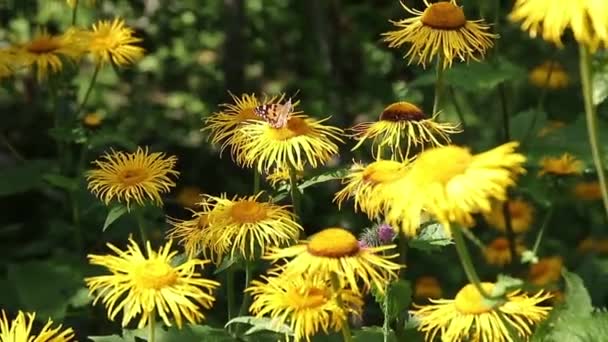 Mariposa Marrón Alimentándose Con Néctar Plantas Amarillas Silvestres — Vídeos de Stock