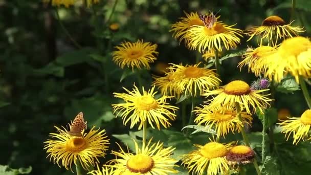 Kahverengi Kelebek Yabani Sarı Bitkilerle Nektarla Besleniyor — Stok video