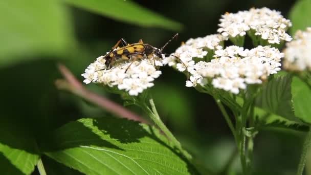 Vilda Flygande Insekter Utfodring Med Nektar Vita Vilda Blommor — Stockvideo