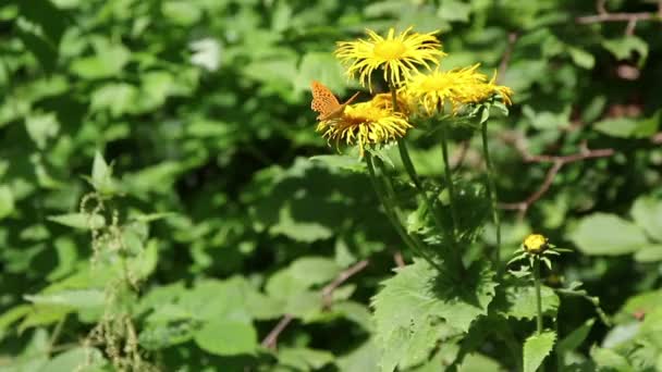 Mariposa Marrón Alimentándose Con Néctar Plantas Amarillas Silvestres — Vídeos de Stock