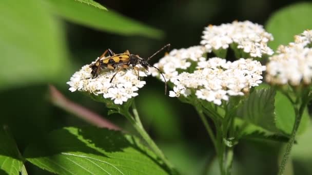 Insecte Volant Sauvage Nourrissant Nectar Sur Des Fleurs Sauvages Blanches — Video